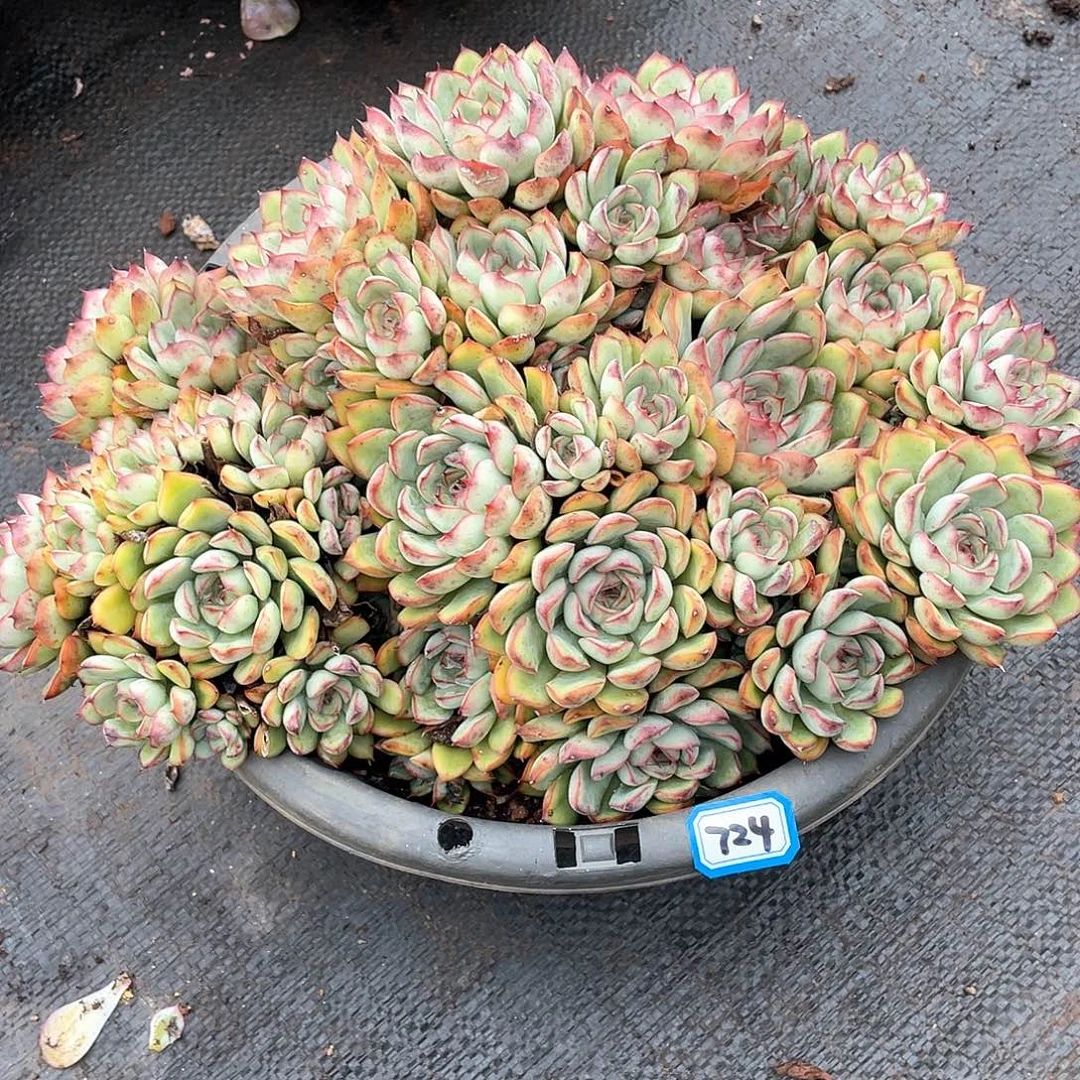724荷花一物一拍多肉