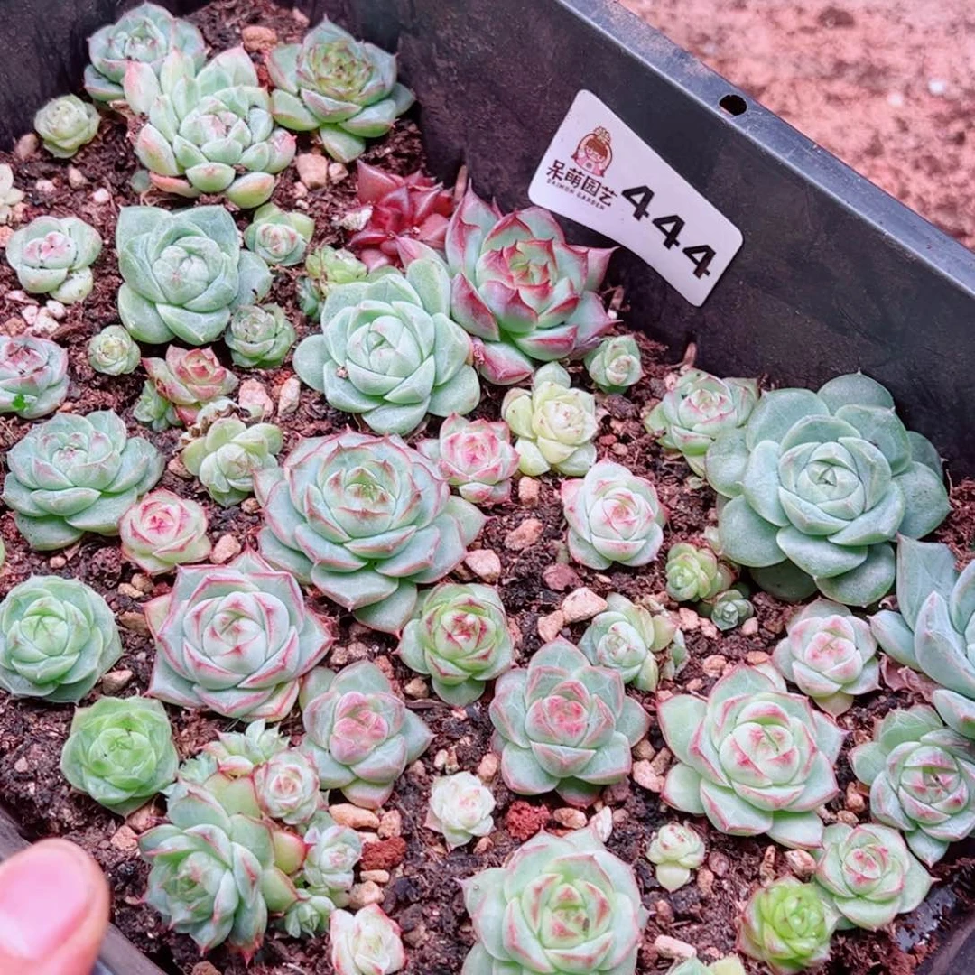 小***茹多肉植物多肉植物