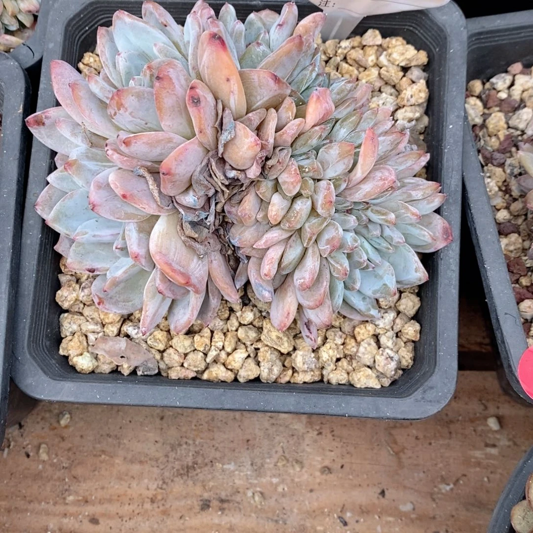 ****芽398 石榴籽哇哇哇