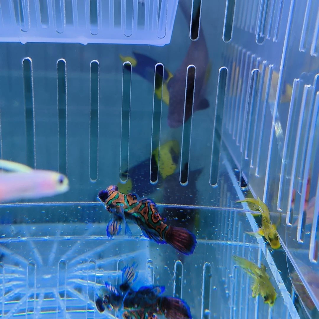 海水鱼石美人5-7一条