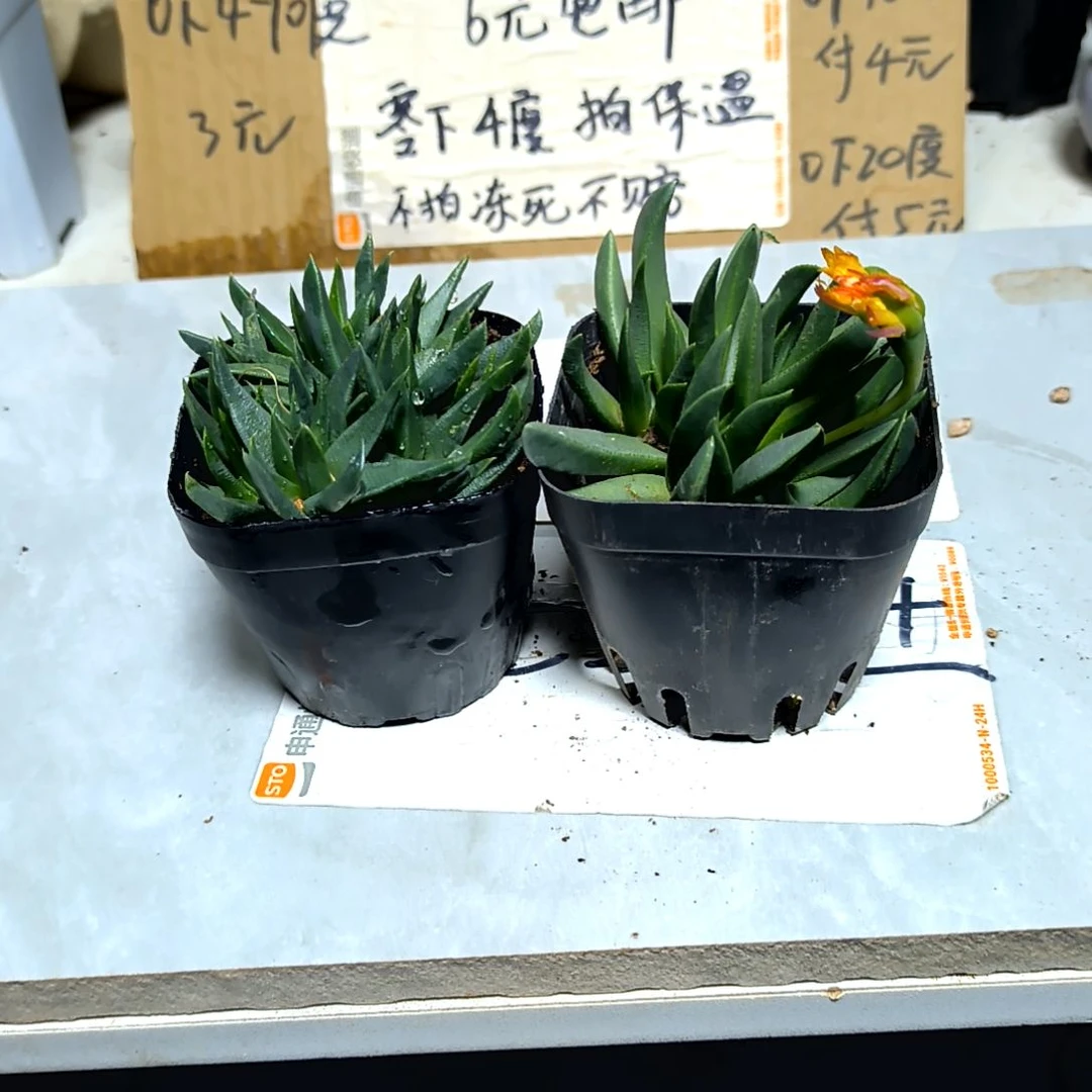 满6元包邮，黄花照波方盆裸根