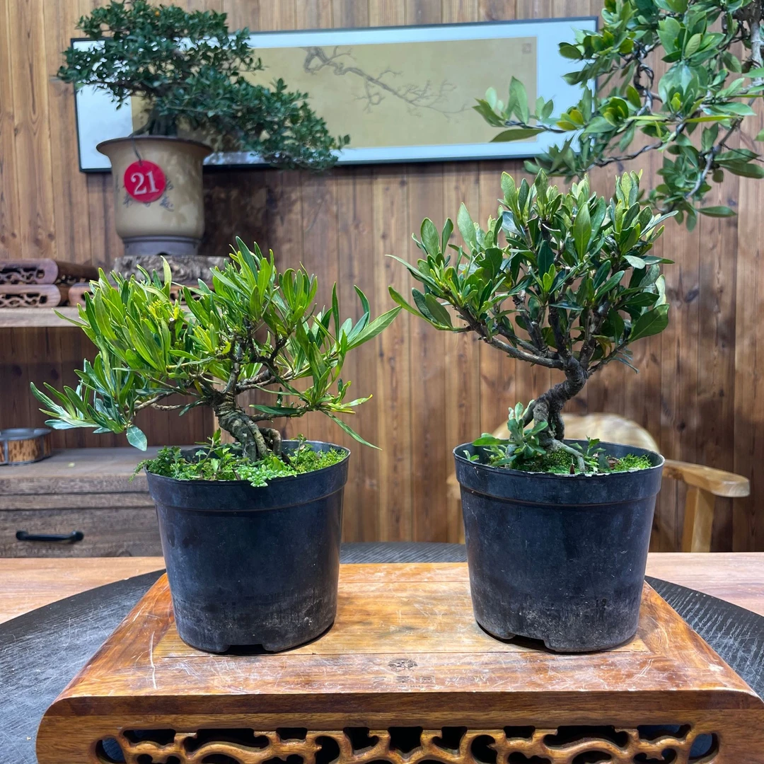 【艺景园-栀子花】通用链接一物一拍高端盆景 以直播间截图为准