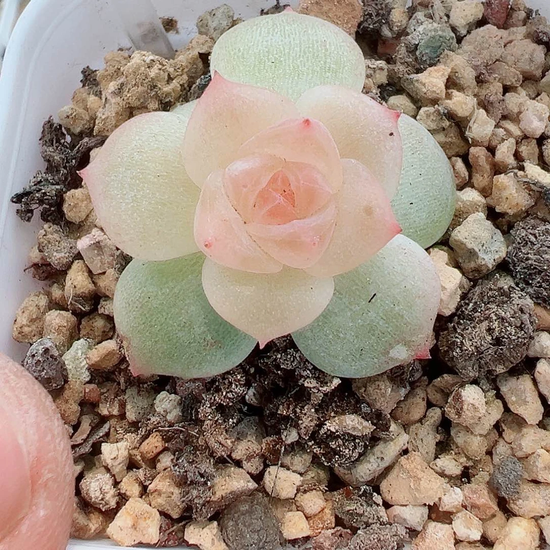 808哈哈哈哈哈哈哈哈我