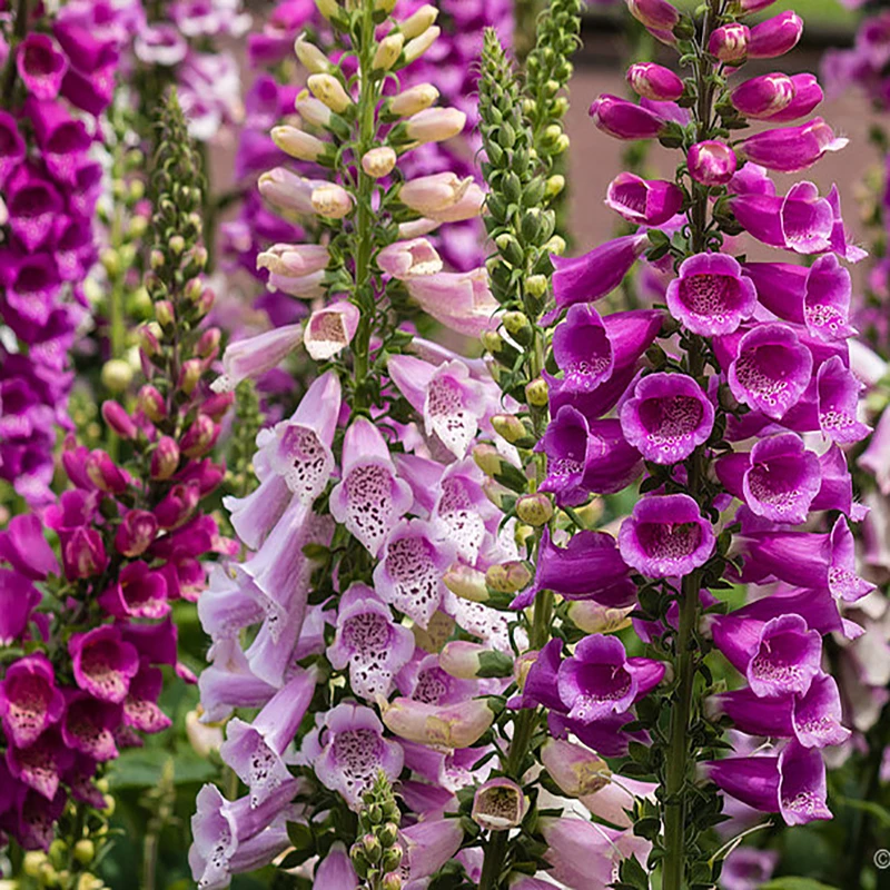 毛地黄花苗耐寒阳台盆栽耐热庭院花园地栽花卉宿根易养植物花期长