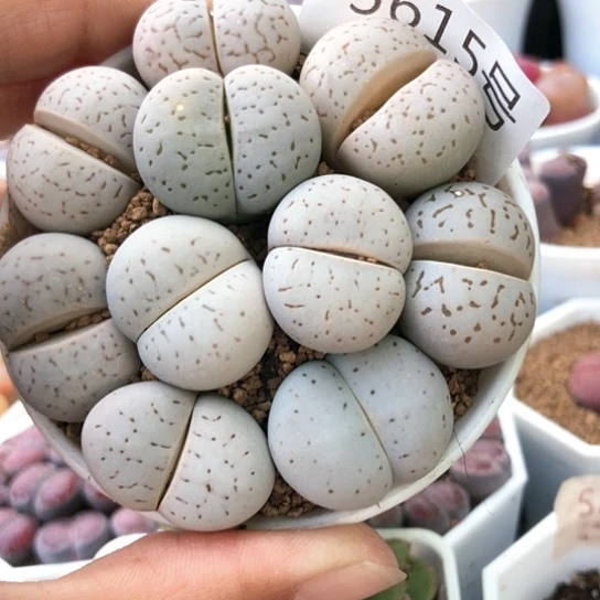 5615，新种2.3厘米左右包邮