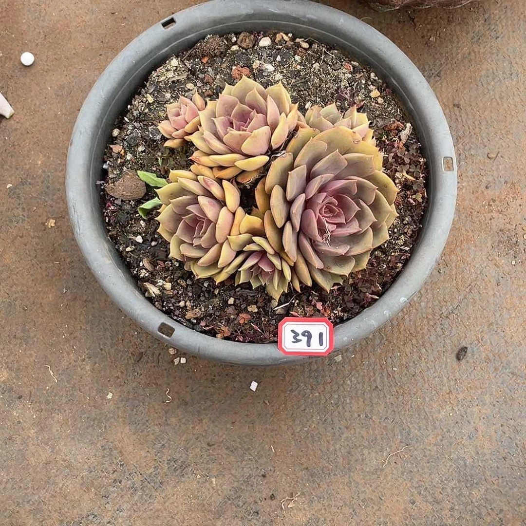 391红玫瑰一物一拍多肉