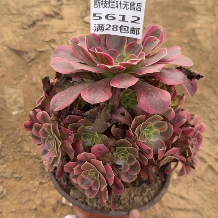 5612二号棚美杜莎C