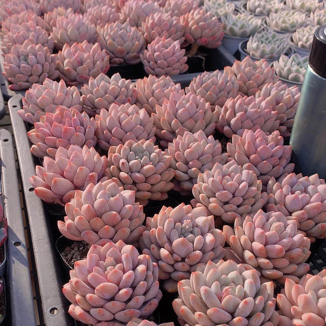 大半夏13457789990000