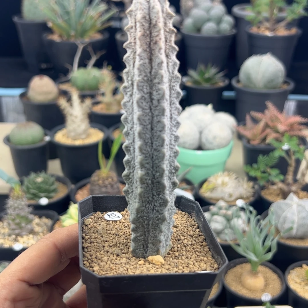 水泥柱单头一物一拍