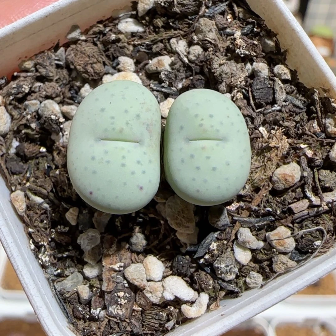 肉锥多肉植物组合-杂交红嘴236