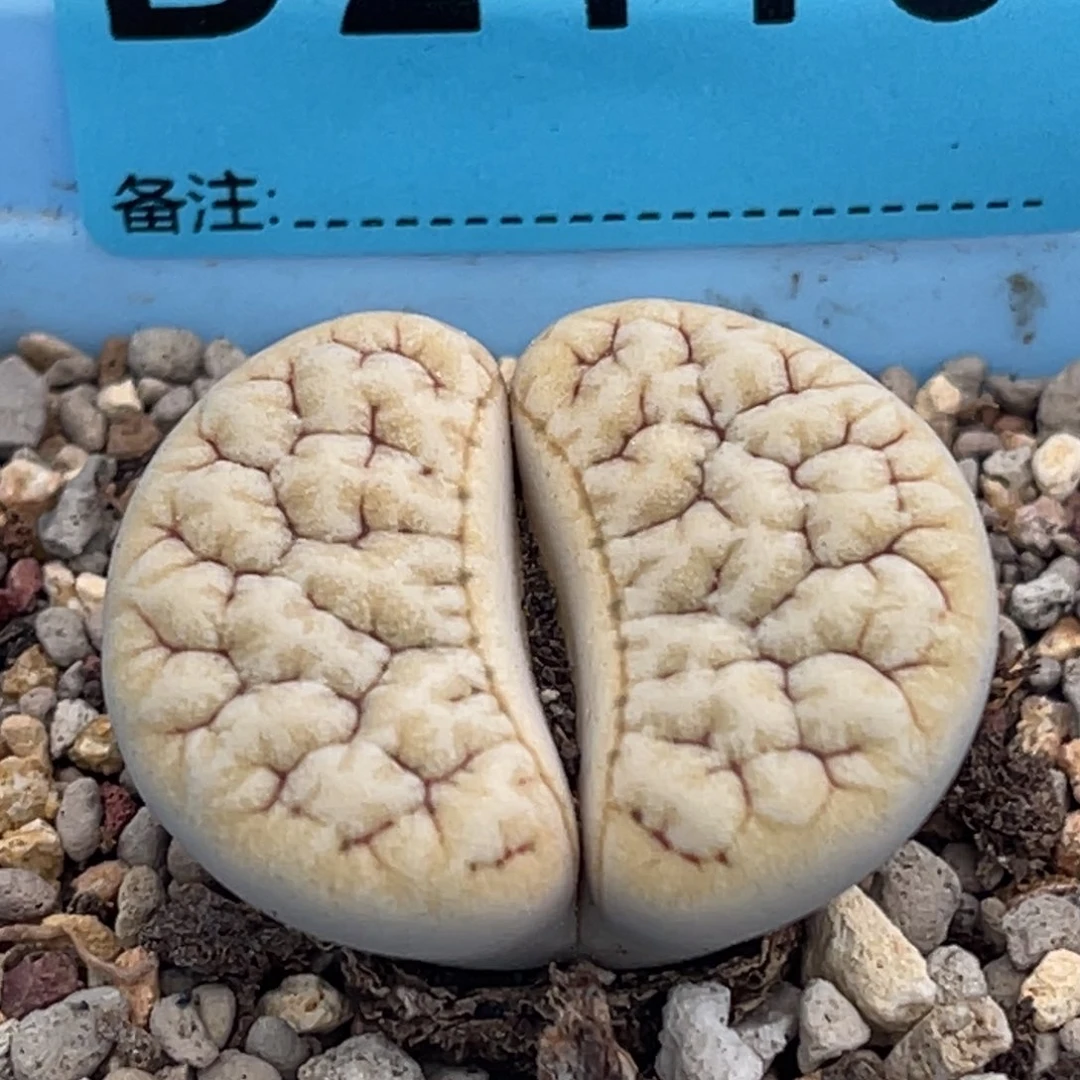 2116凹凸铁189一颗