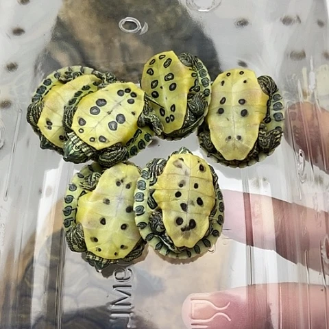 巴西彩龟不分公母