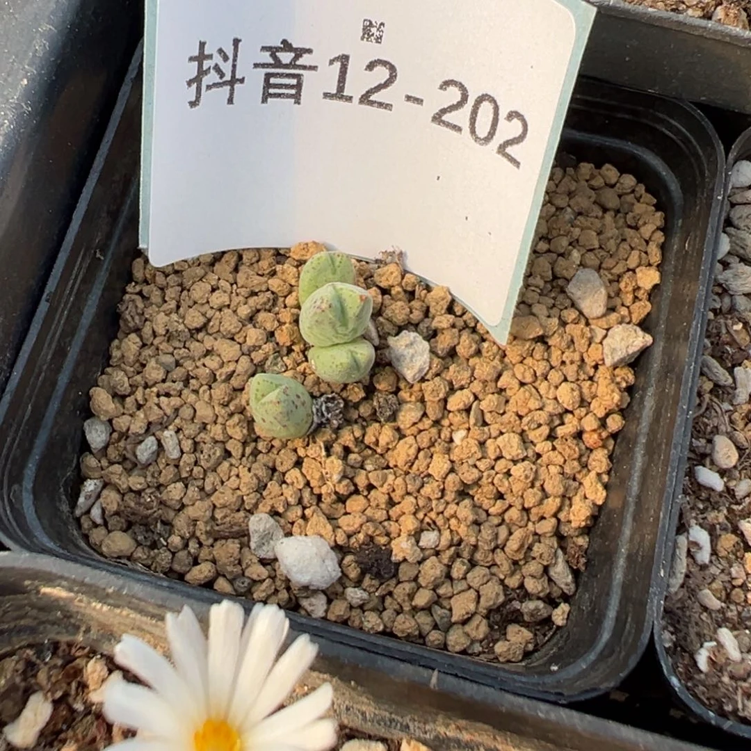 12-202猪蹄多肉植物大战
