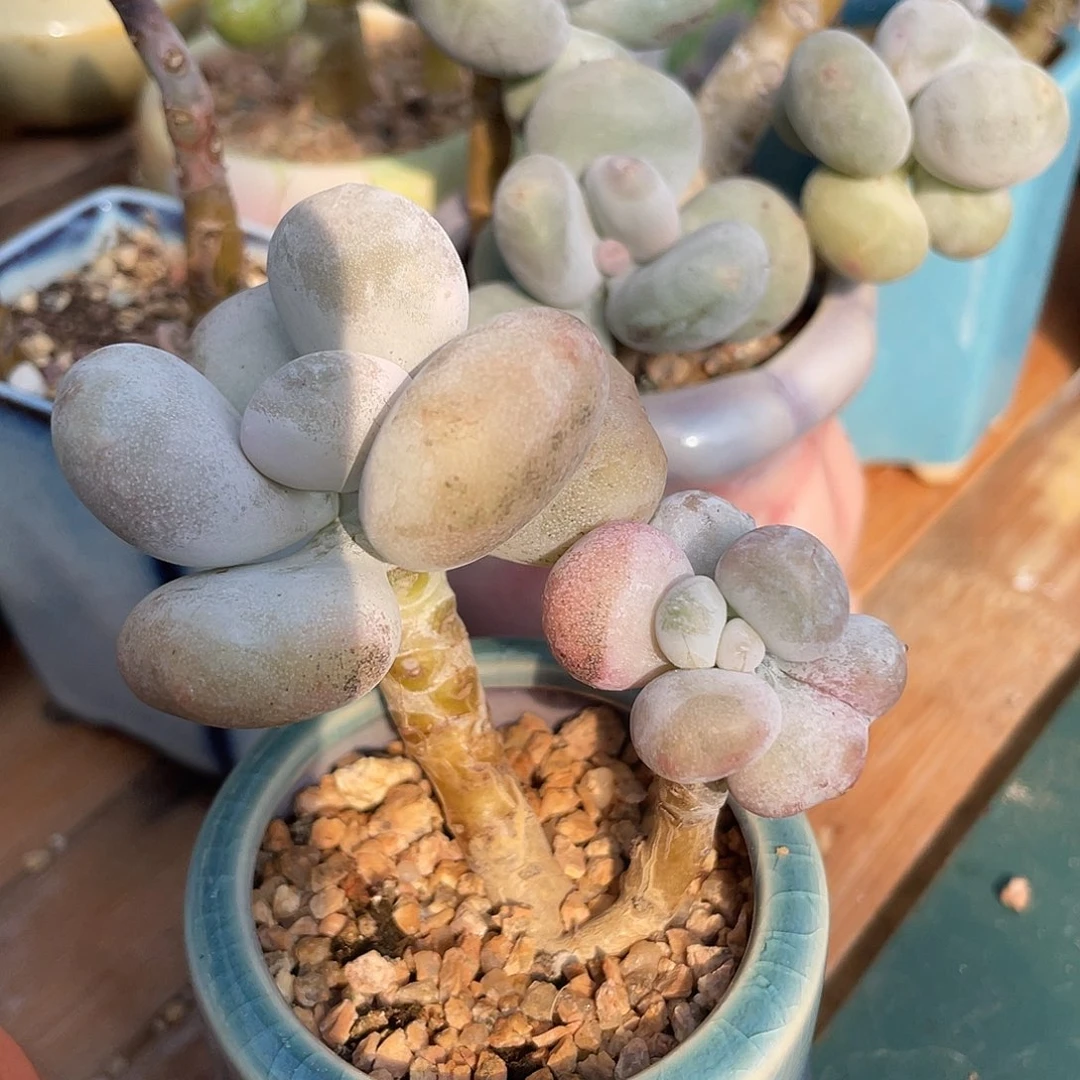 油煎丸子三头老桩