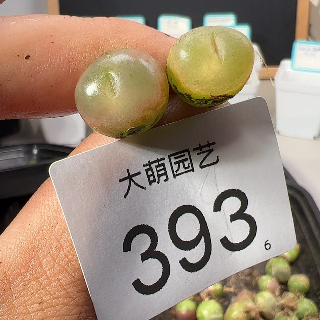 0000393 一物一拍……
