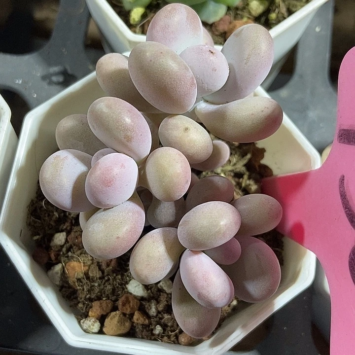 多肉植物橙雪球936