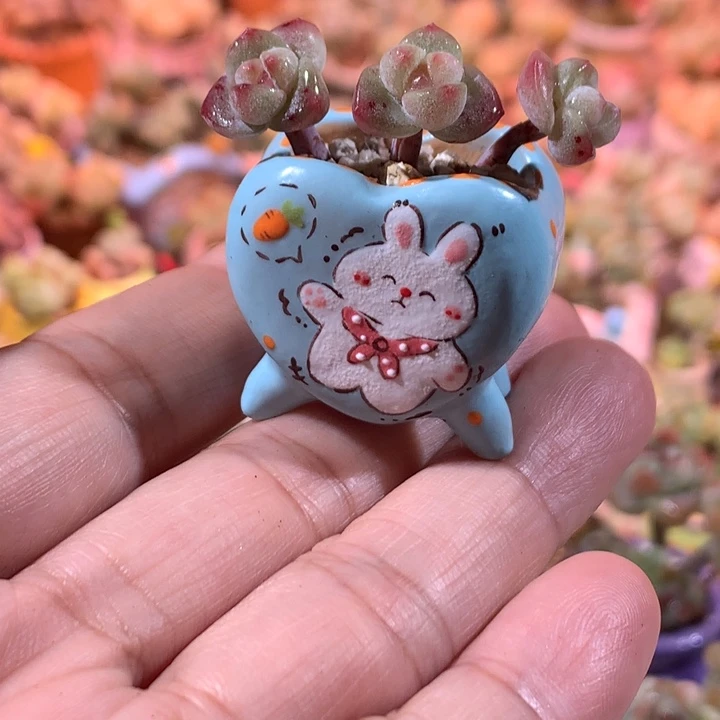 3年庄精品冰透糖心冰玉带盆发货