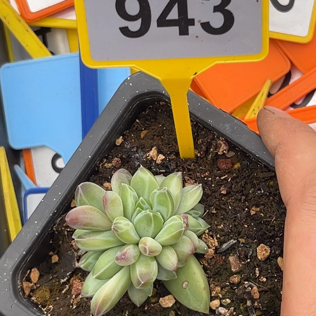 多肉植物韦斯特曼群943