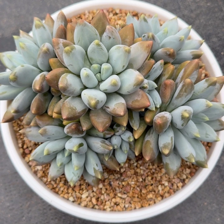 H***.多肉植物哥特萝莉