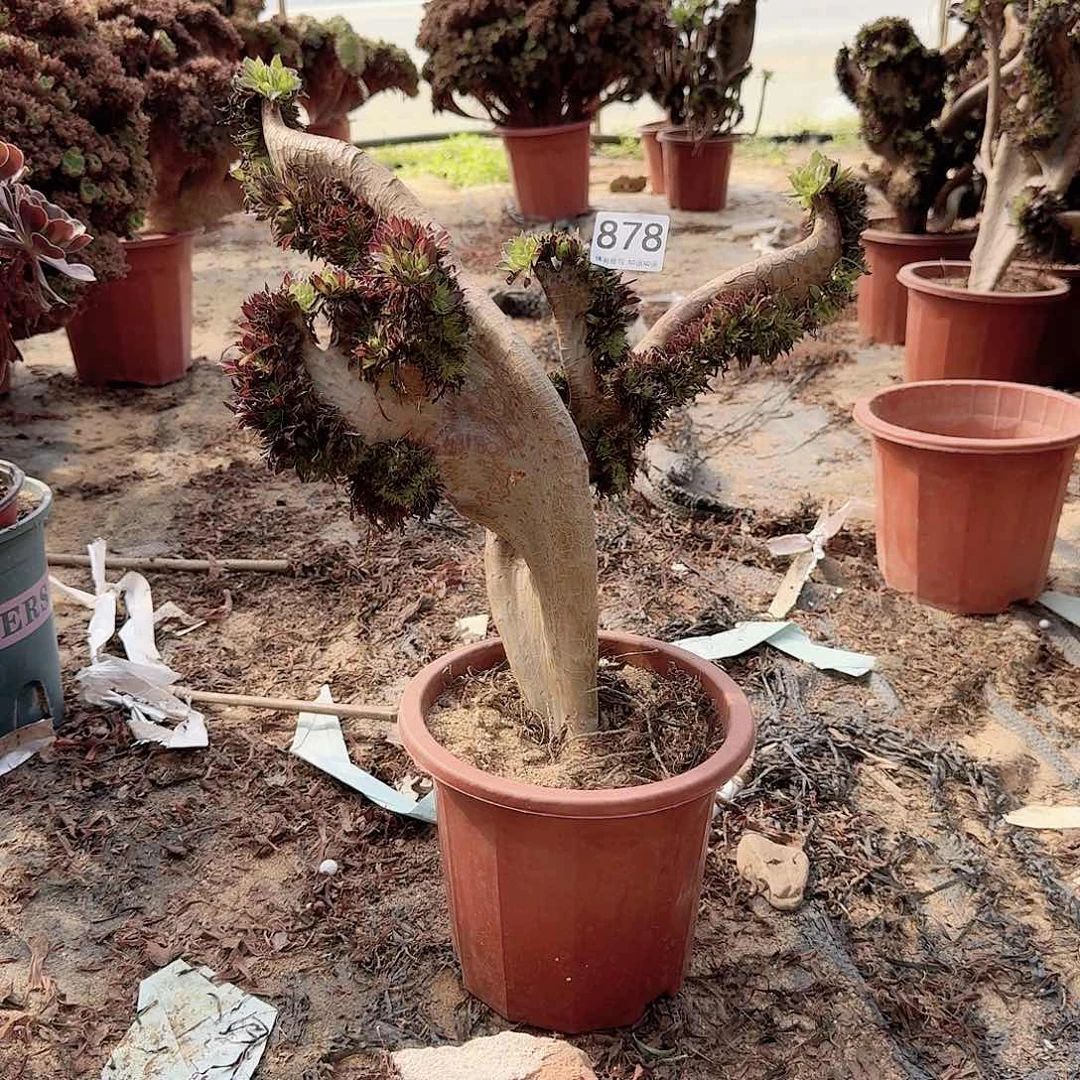 878黑法师一颗微瑕呀呀
