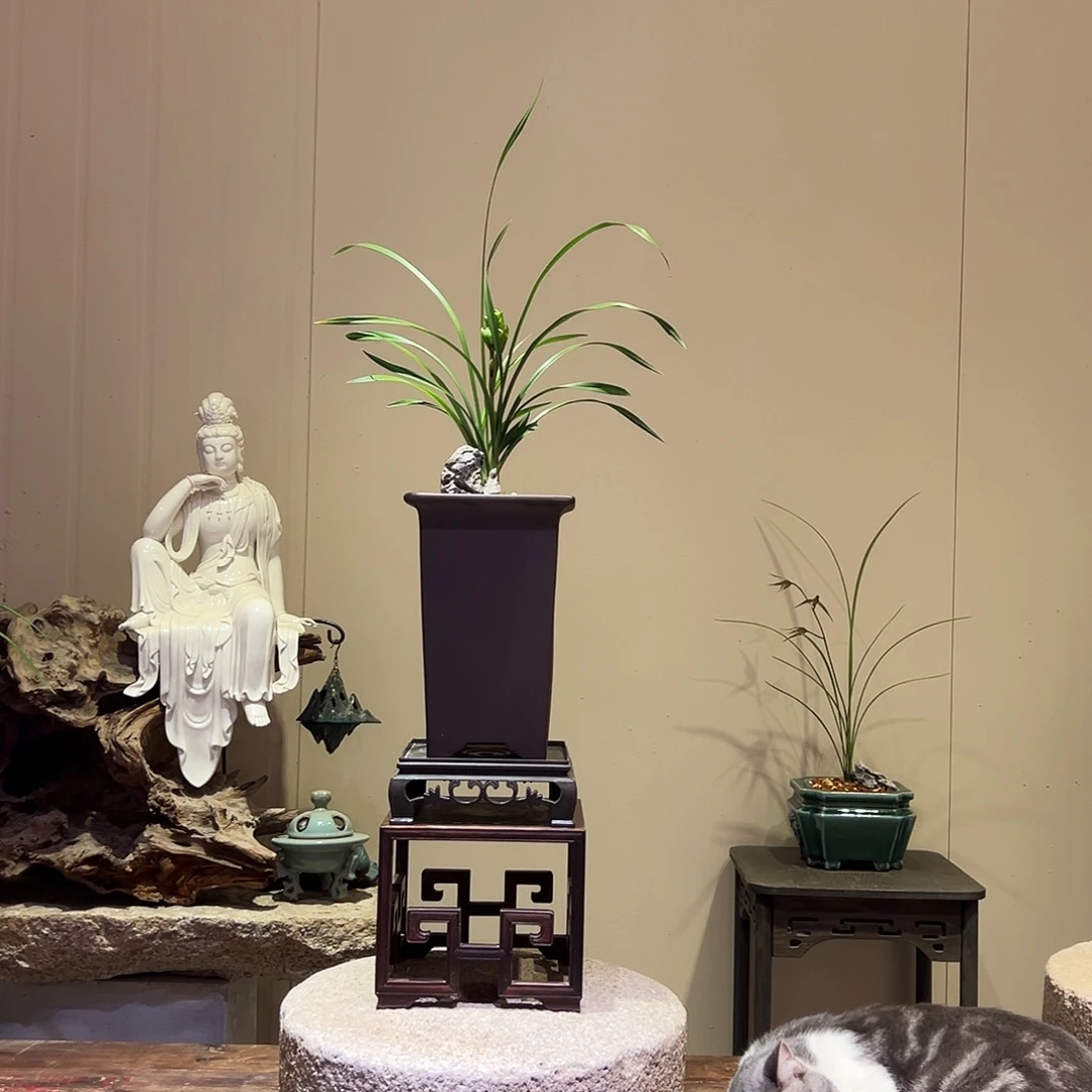 大部分花苞少量开放春剑奇花