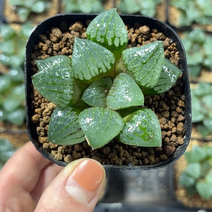 青指姬多肉植物666