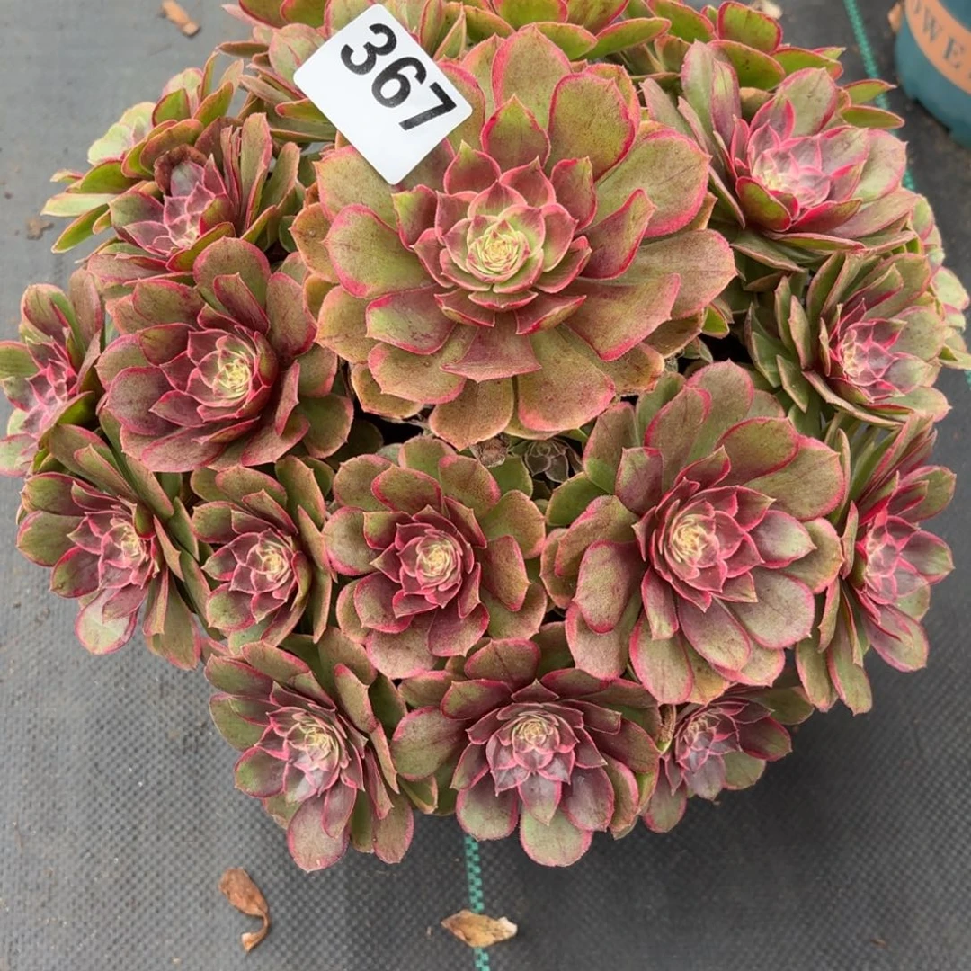 367大粉花妖多肉植物福利