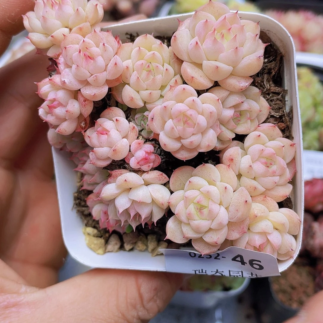 0000000000046一物一拍