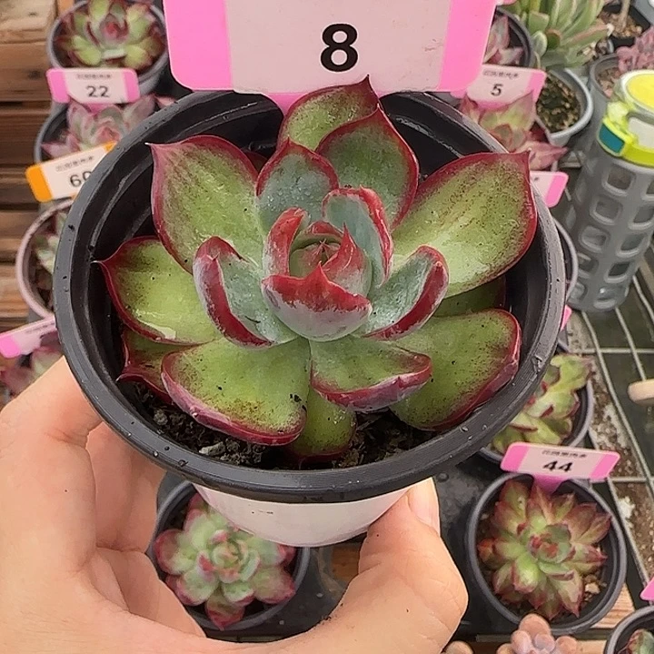 8 惊鸿仙子多肉植物