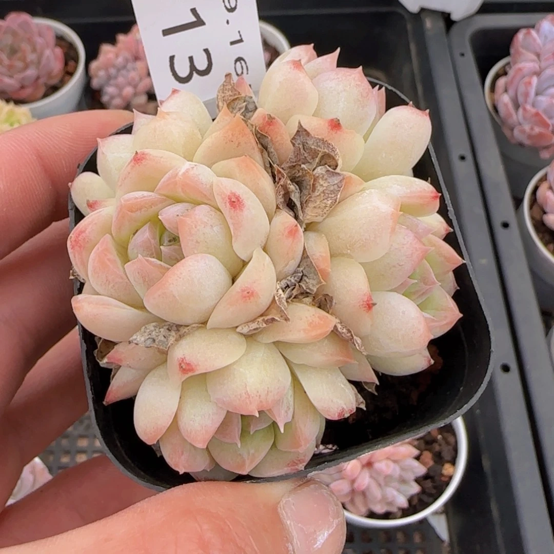 五头明月心一颗脱土