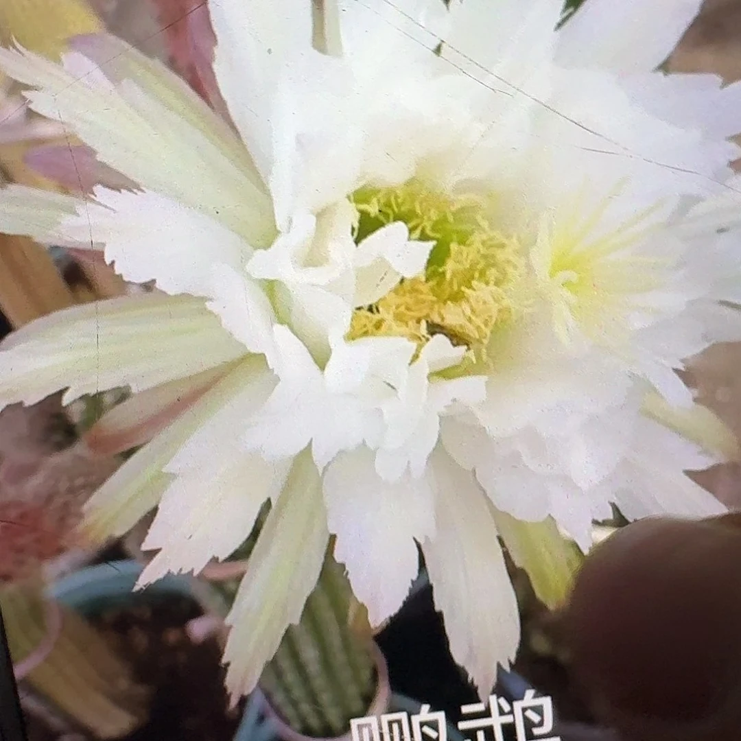 鹦鹉根高14公分毛花柱