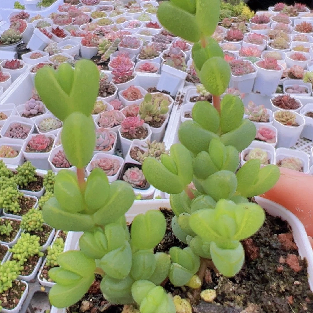 元宝枝干19包邮多肉植物