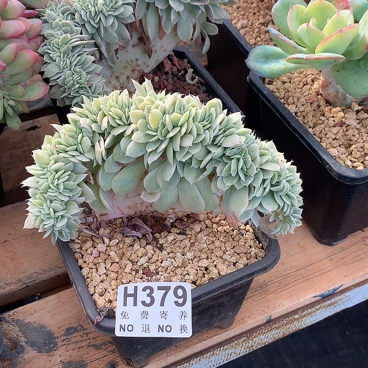 小白龙锦缀化 非偏远38包邮 节后发