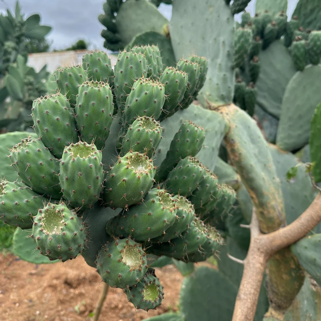 {2}【线下不售卖线上福利】带根带果/带根不带果