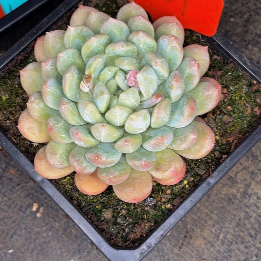 2547号晚上多肉植物群生多肉