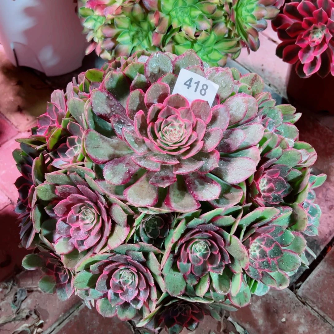 418粉花妖法师多肉植物