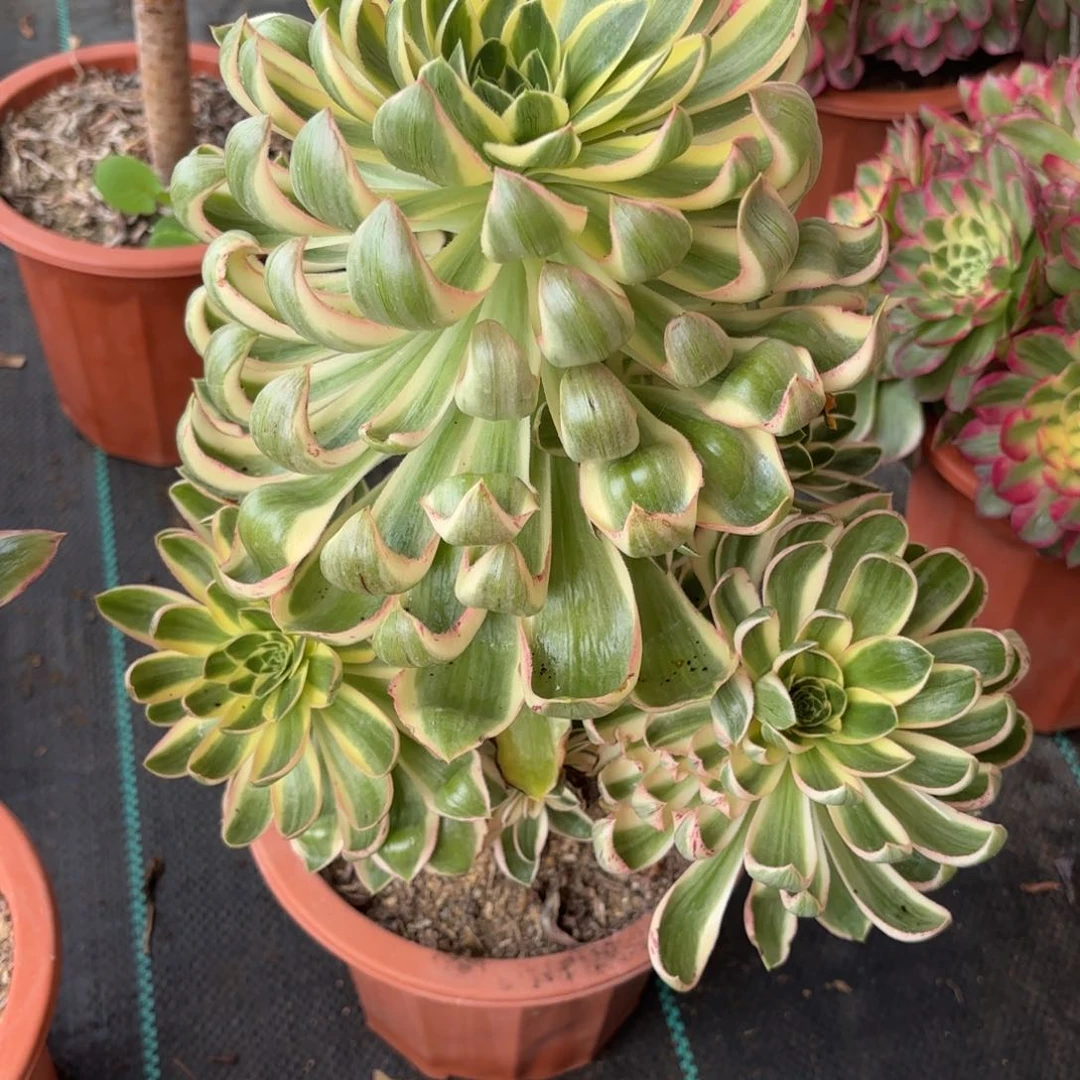 14青莲多肉植物植物