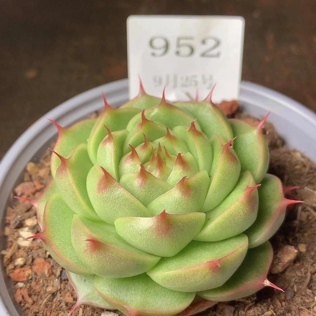 【闪购商品】云952号
