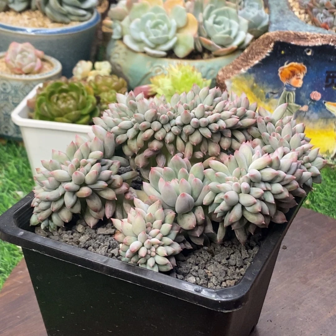 所罗门缀化一物一拍