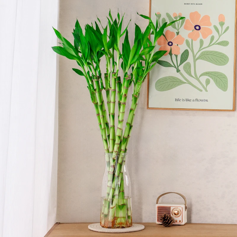 60-70cm居家室内高级好养水培绿植开运竹 带根带芽10枝不带瓶