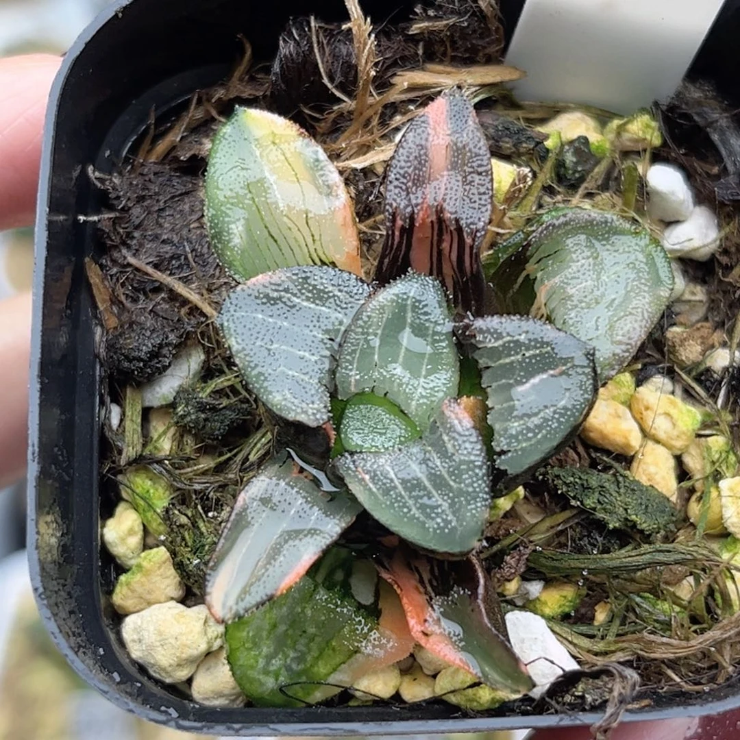 139丸叶克锦（根弱介意勿拍）福利专场