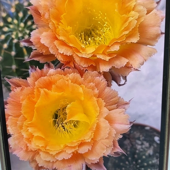 彩草橙黄羽毛侧芽4公分左右
