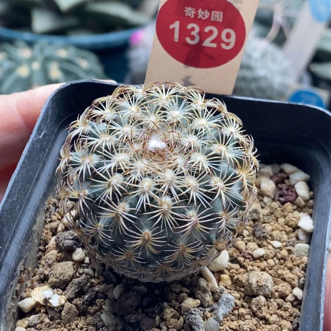 实生雪顶伊莎贝拉娇丽4cm