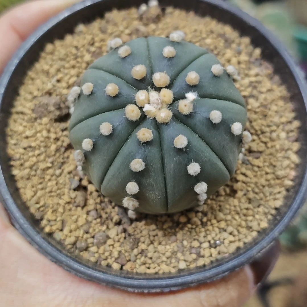 实生根琉璃连线兜