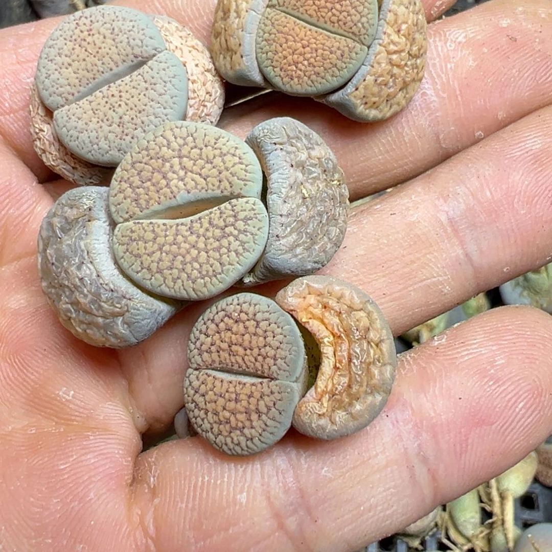 【闪购商品】饭****小 548.