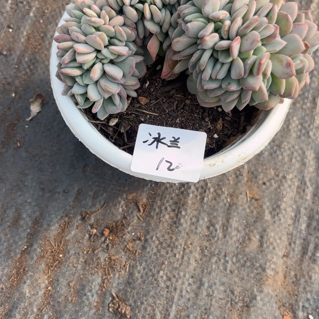 紫**兰玛瑙缀多肉植物