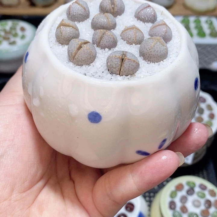 精美盆栽 一物一拍 3366