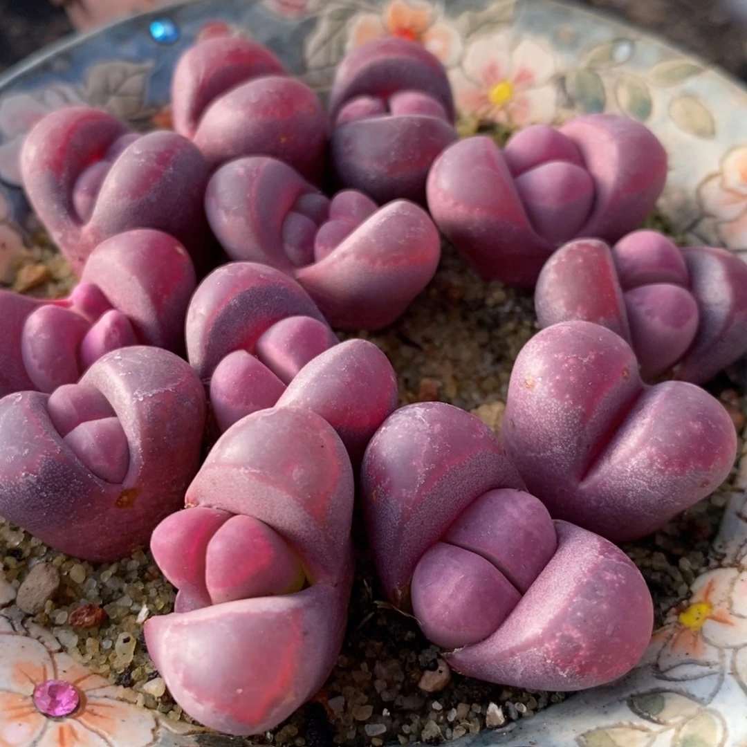 红大内1颗红大内