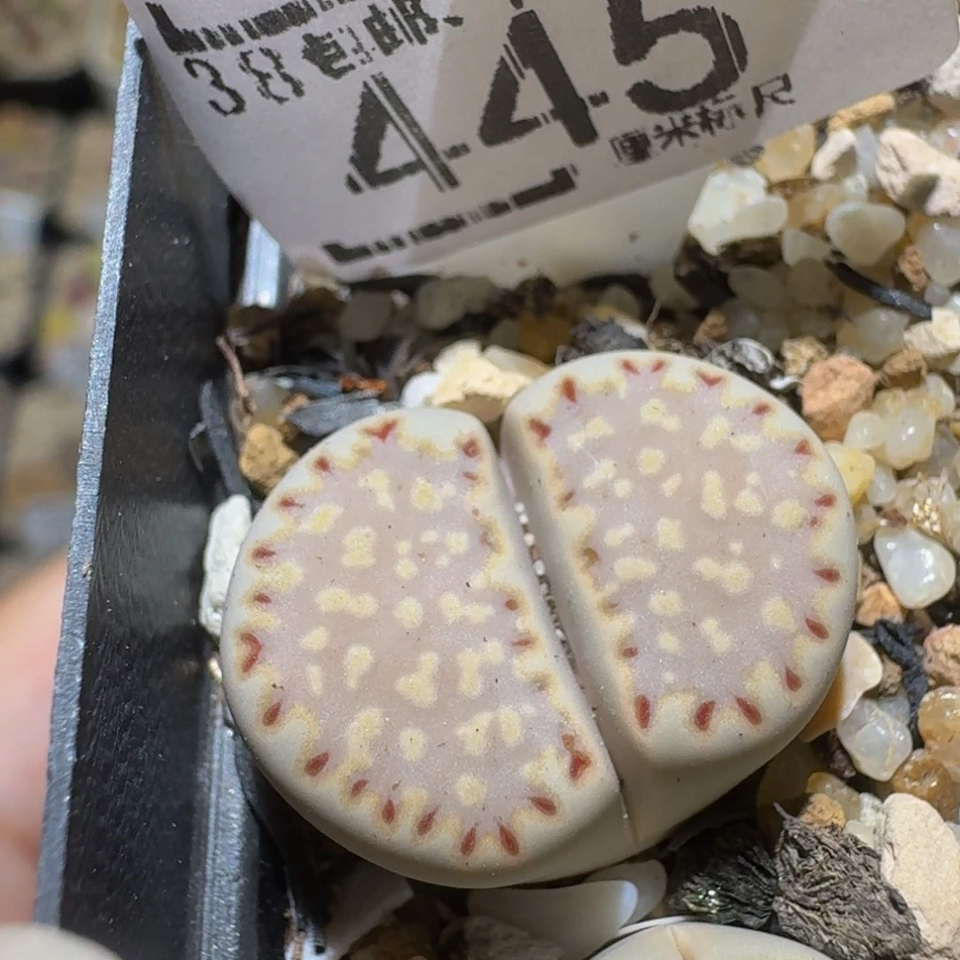 Ssss精品生石花445