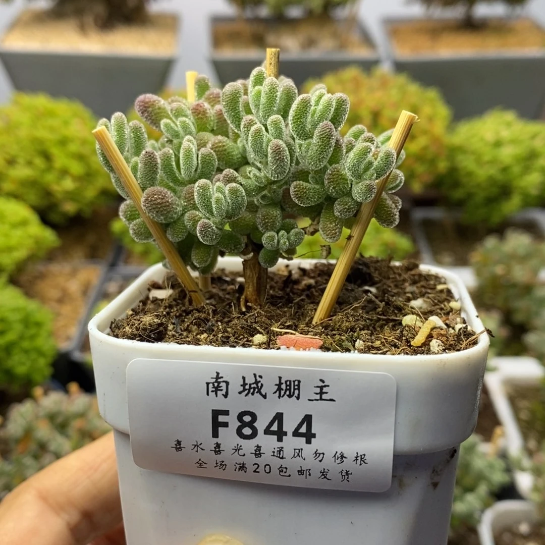 844优选冰晶枝干番杏